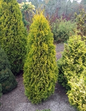 Thuja occidentalis 'Krakus' 